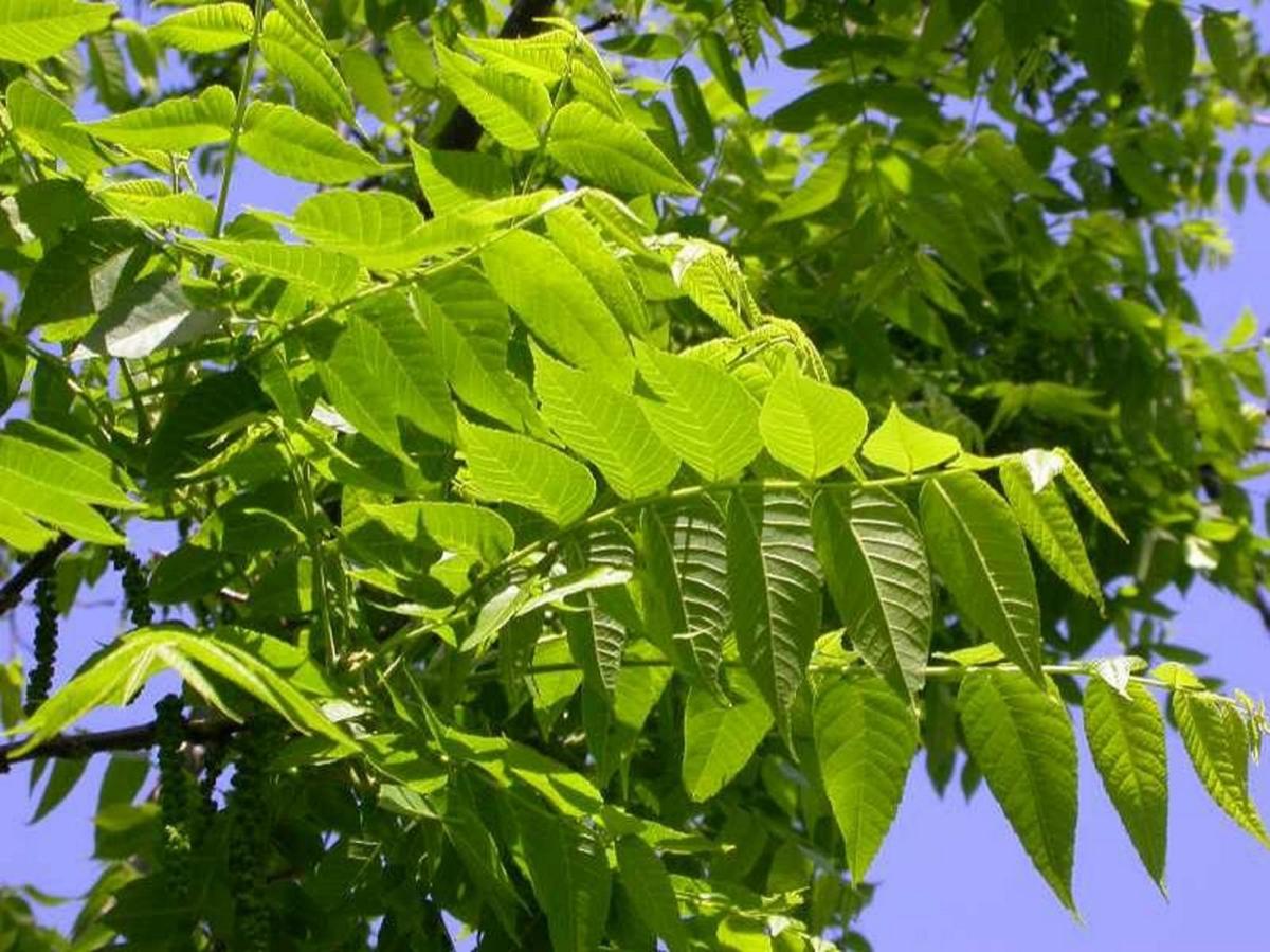 Debunking A Myth About Black Walnut Trees Or The Reason Why Growing Plants Under Them Is So Difficult Lifestyles Thelcn Com
