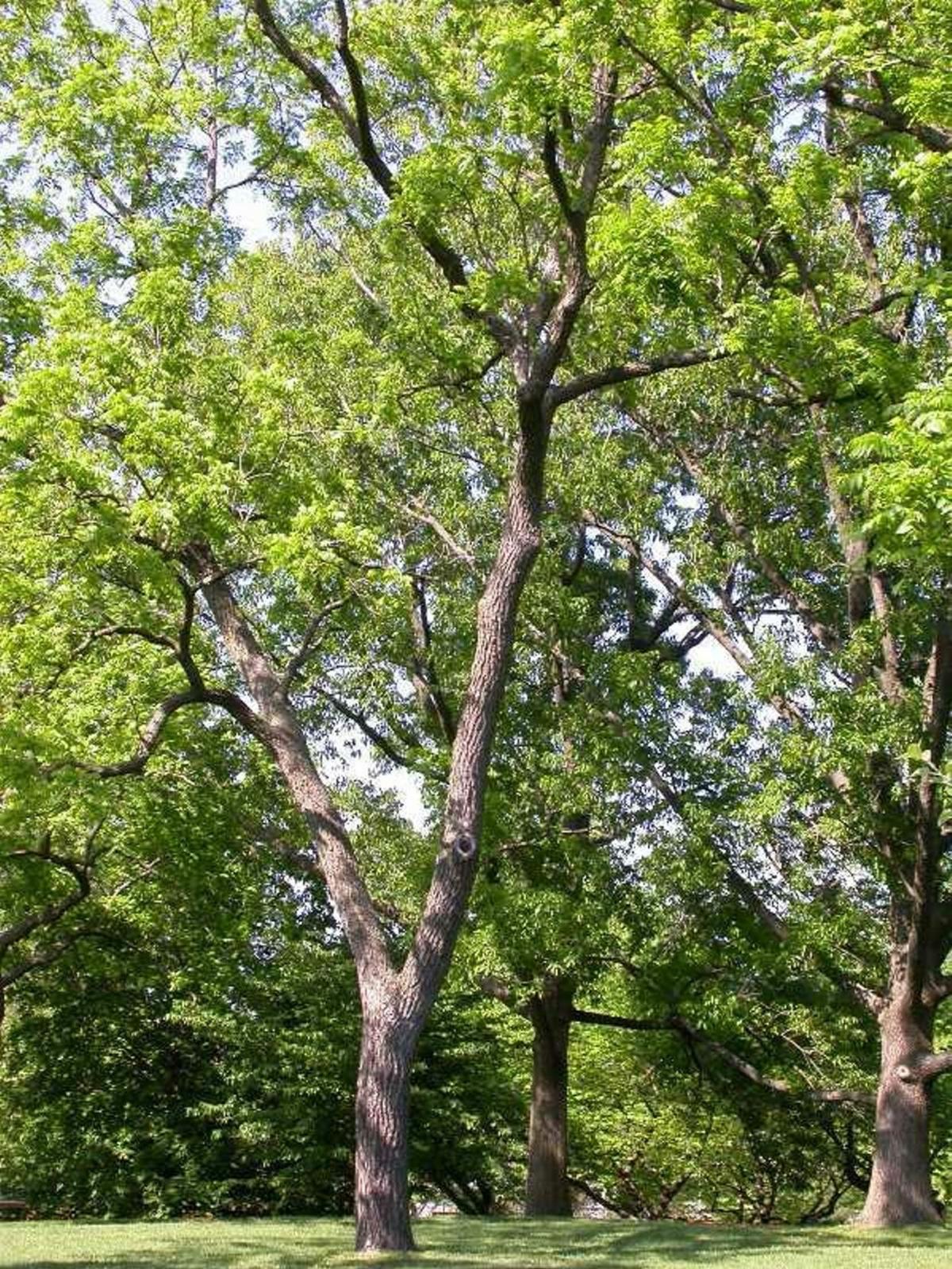 Debunking A Myth About Black Walnut Trees Or The Reason Why Growing Plants Under Them Is So Difficult Lifestyles Thelcn Com