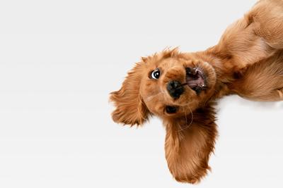 World Record Setting Dogs