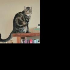 Dear Tabby: Being a fat cat poses problems - Vimarsana News