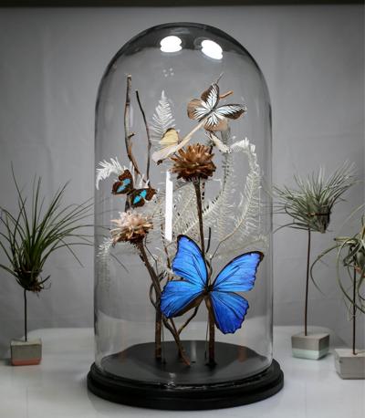 Art Valet Bug Boys Think Outside Box With Butterflies The Arts Theleadernews Com