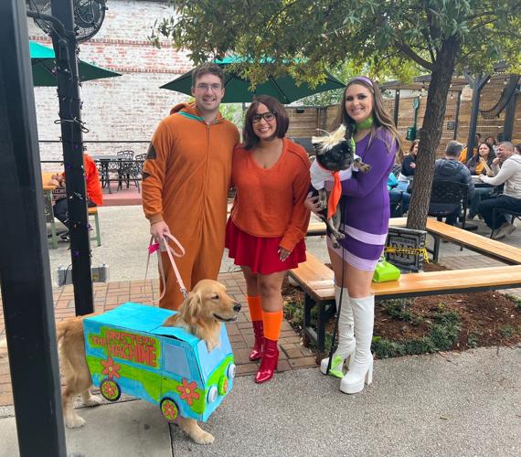 Bar Dog Wine's HOWL-oween dog costume contest features adoptable pups