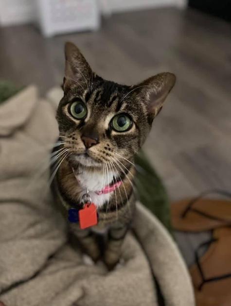 Can You Train Cats To Walk On Leashes Community Theleadernews Com