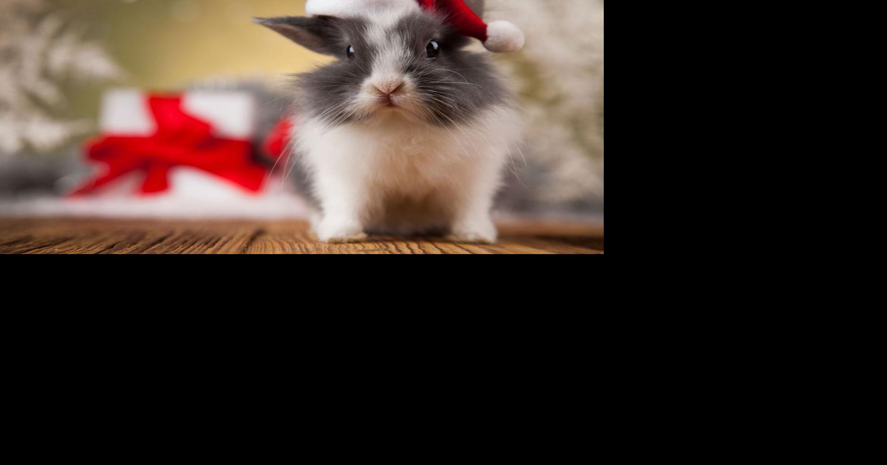 Hop Into the Holidays: Houston Rabbit Resource hosts 