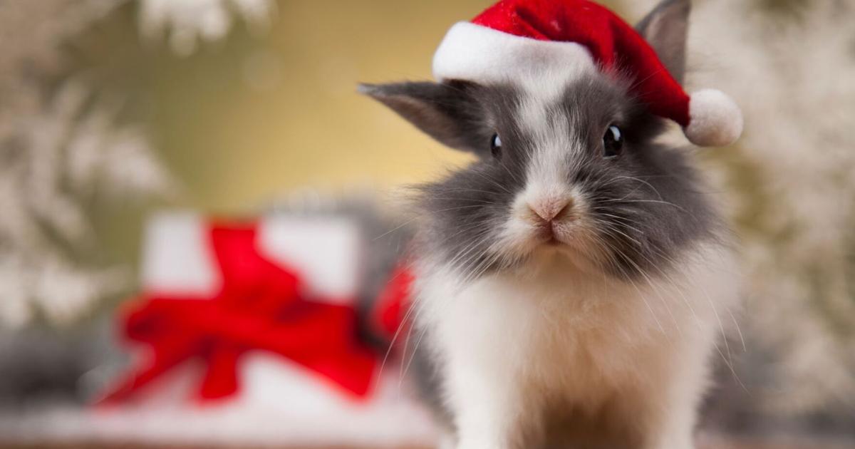 Holiy Rabbit Hop Into the Holidays: Houston Rabbit Resource hosts