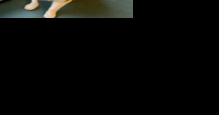 Are pets safe around people exposed to COVID? - Vimarsana News