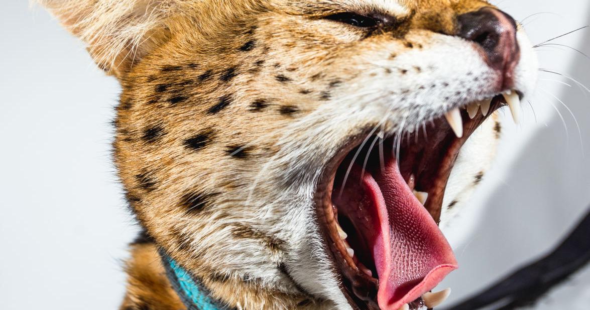 OUR NEIGHBORS | Green mother, son provide home to Sir Xerxes Maximus, African Serval