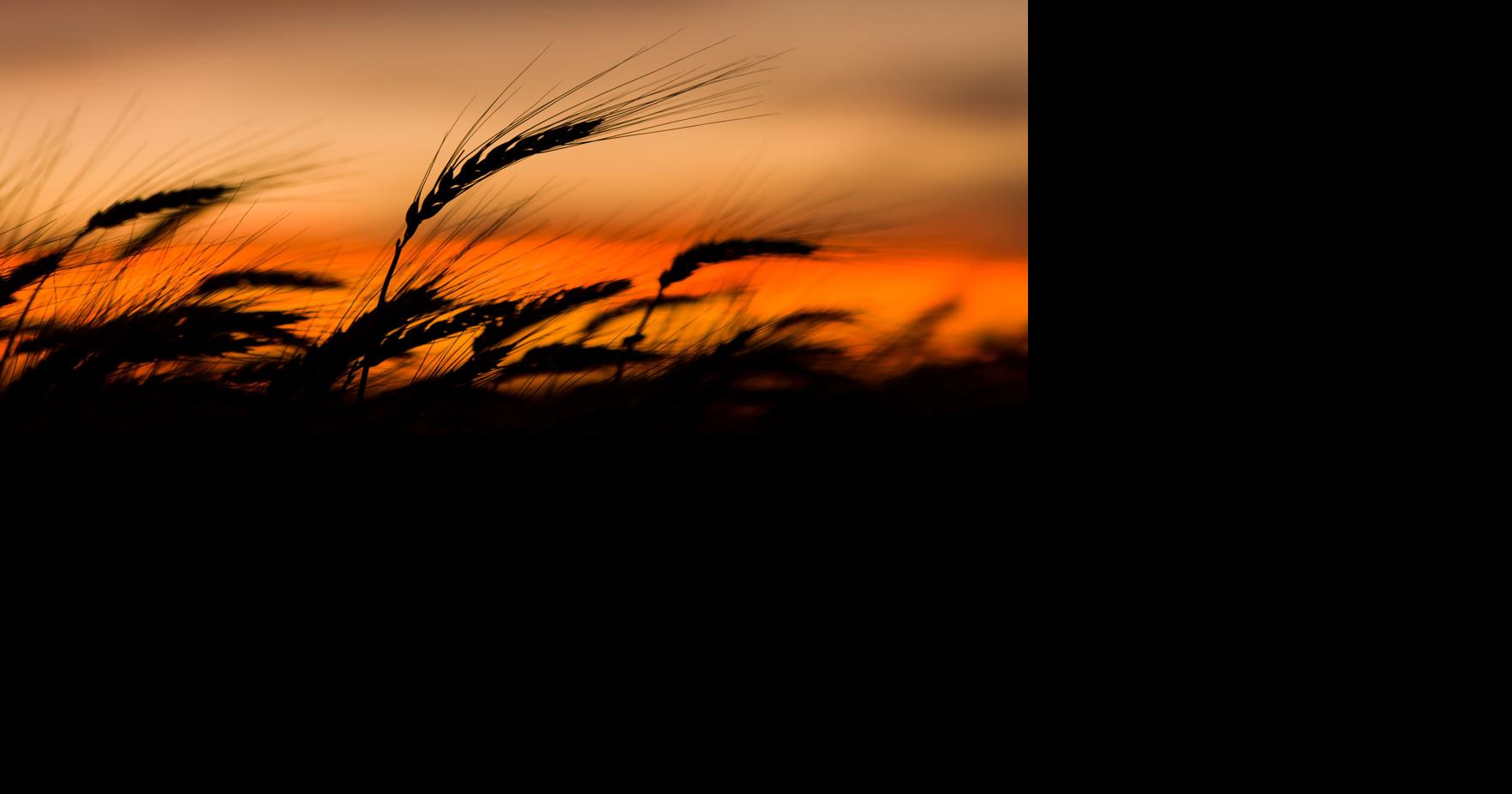 Cost uncertainties weigh on Kansas wheat farmers