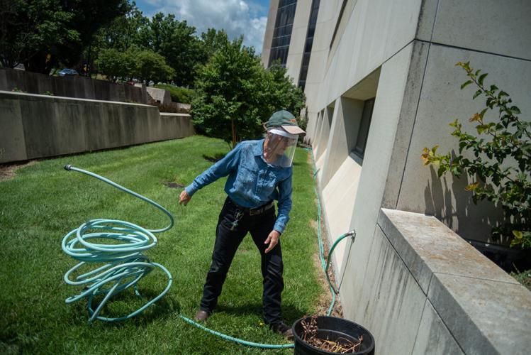 Cathie Lavis tosses a hose on the ground before watering the plants outside Throckmorton Plant Sciences Center on Wednesday.
