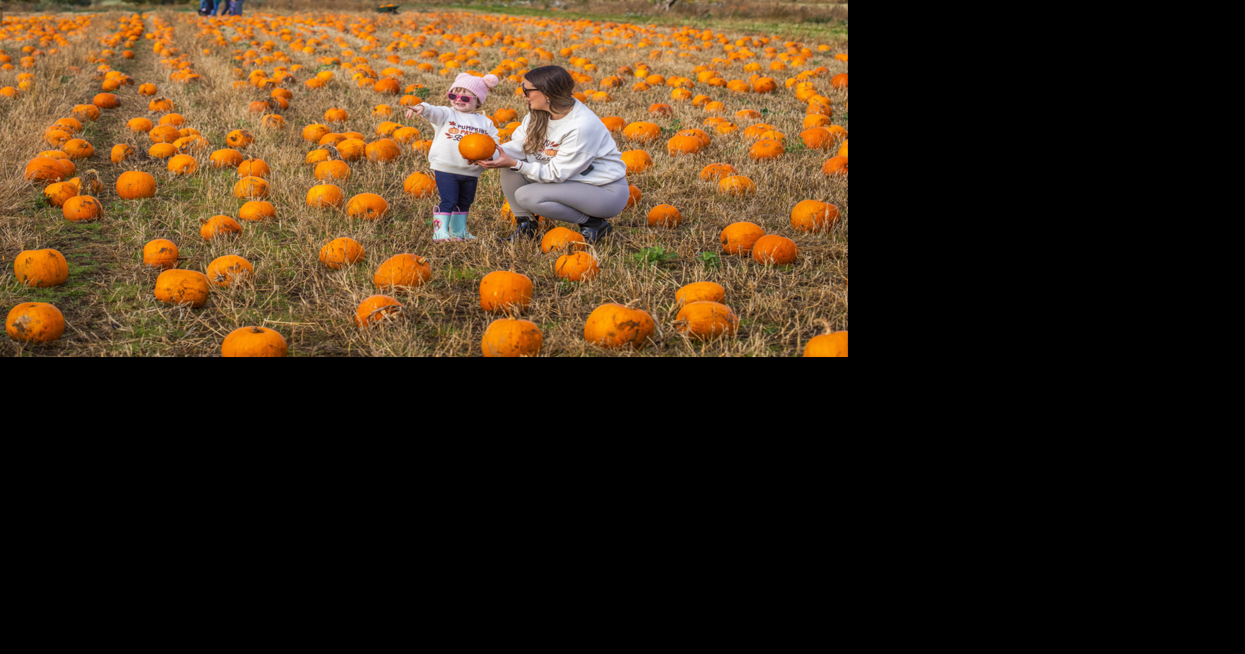 Prodigious pumpkin patch features over 70,000 pumpkins | National ...