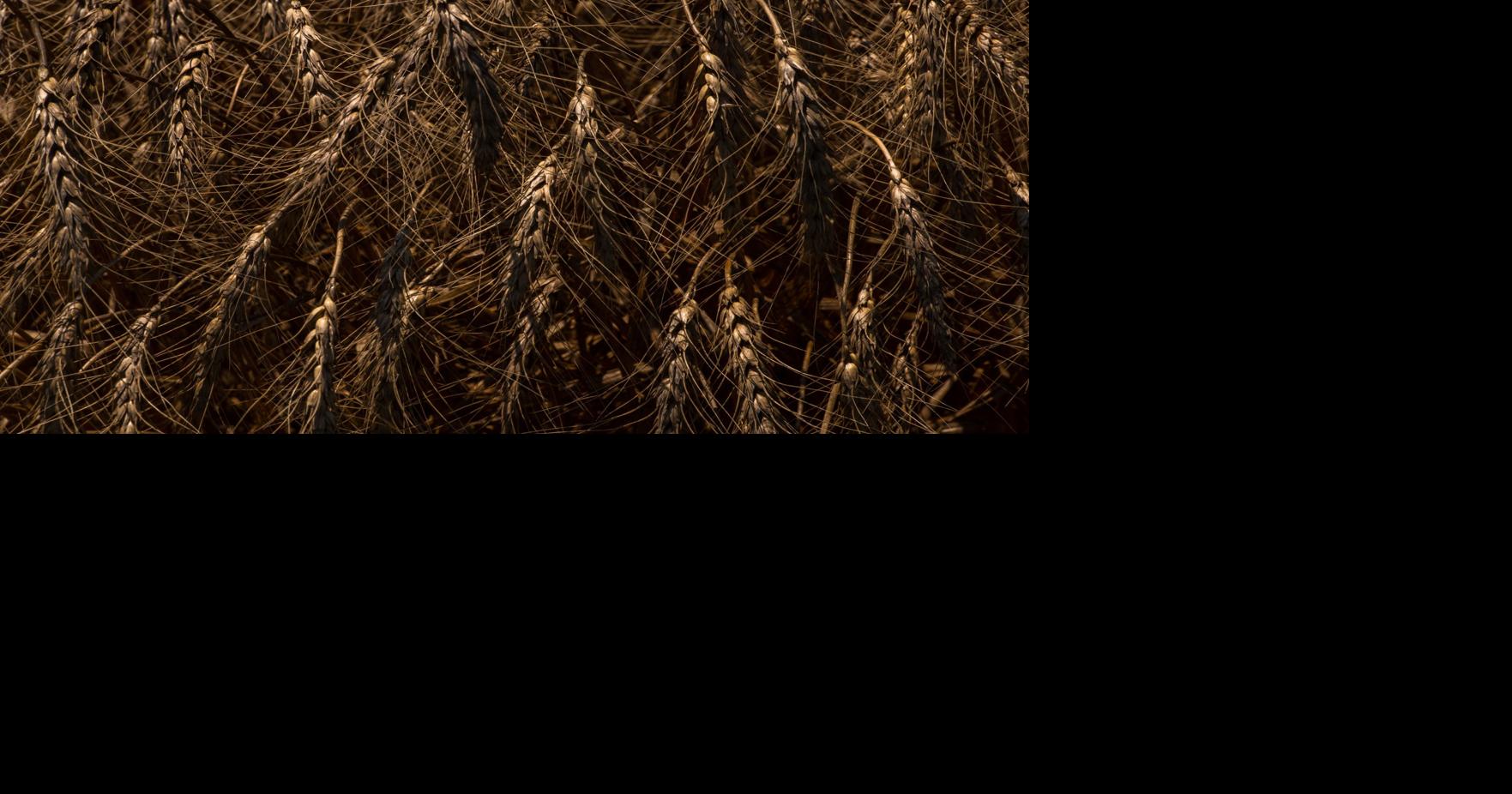 Kansas wheat harvest behind schedule