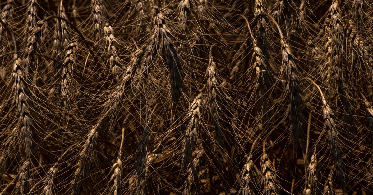 Kansas wheat harvest behind schedule