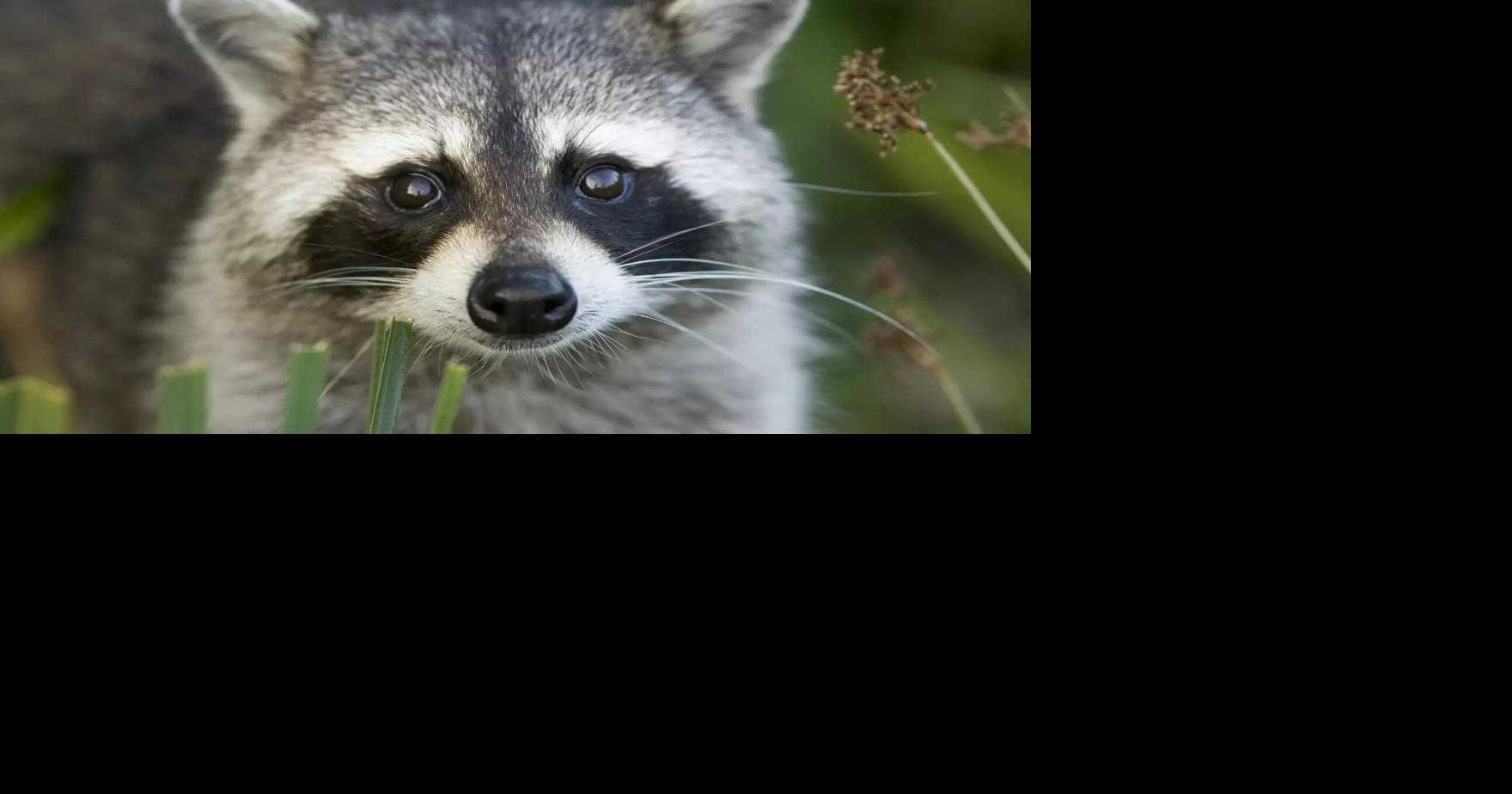 Pet Raccoons Bill Gains Support Amid Rabies Concerns