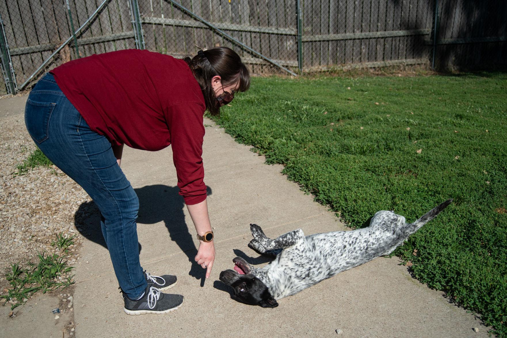 Hannah Shoemaker, Volunteer Coordinator, gets King to roll over for a