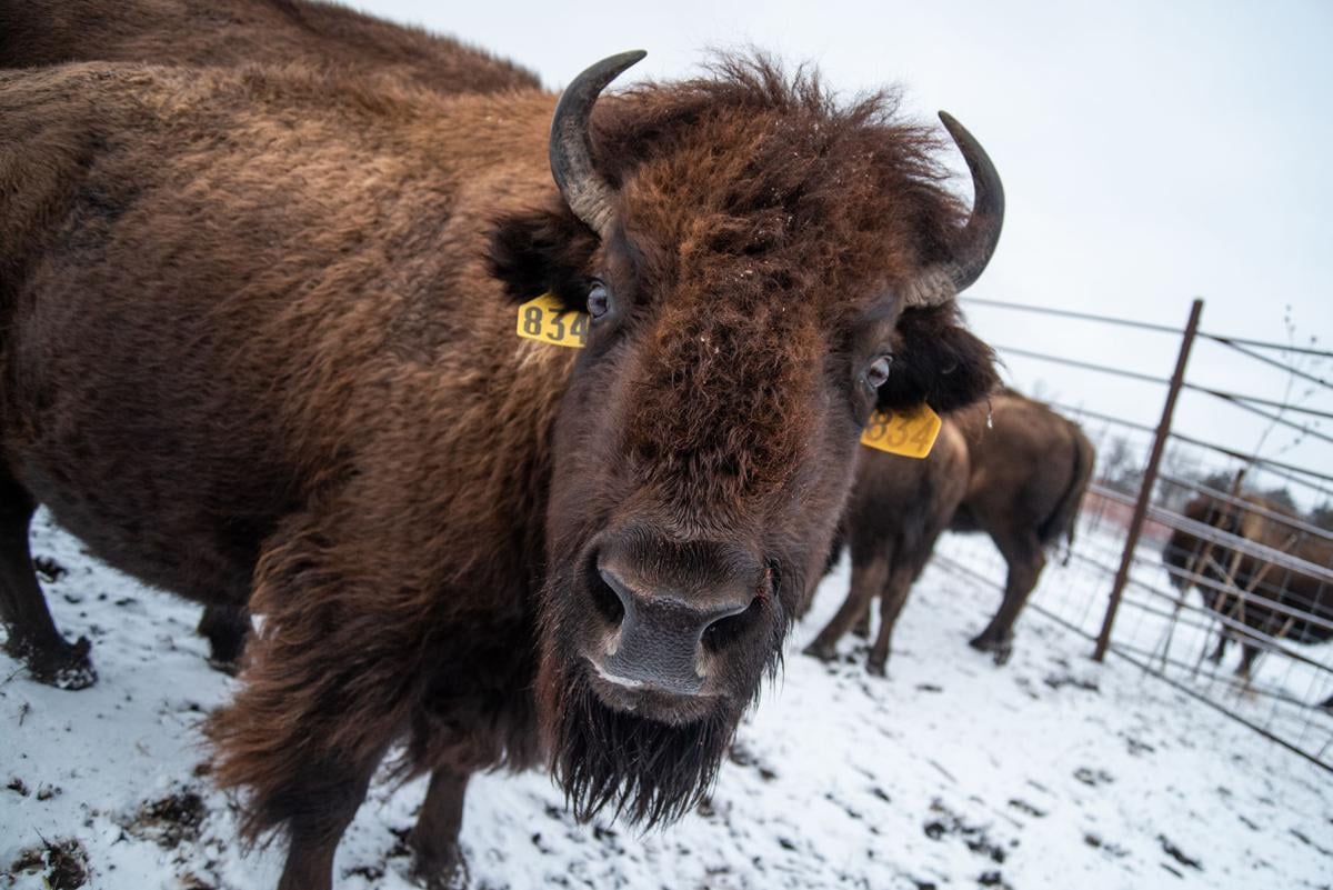 Bison walk up to Jeff Taylor’s car in the corral at Konza Prairie Biological Station. The oldest bison Konza has had was at the age of 22 when sold. Most of the time, Konza sells their bulls at age 7 when people are looking to livestock for breeding.