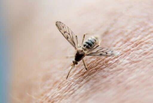 Malaria causes more than 600,000 deaths from 250 million cases each year