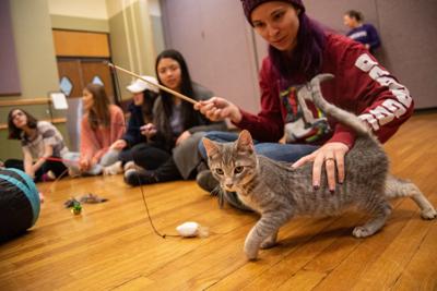 Erin Messer pets a cat during the Cats, Canvases and Cameras event held in the Cottonwood Room by K-State Student Union and Purple Paws on Wednesday.