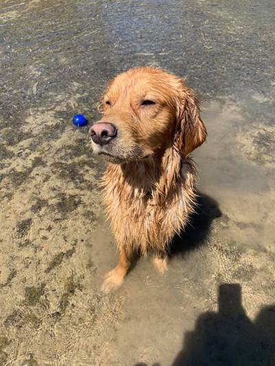 T Russell Reitz Animal Shelter Defends Actions After Jc Dog Placed With New Owners News Themercury Com