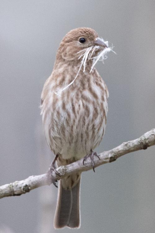 A female house finch holds nesting material in her beak before heading back  to her nest. | Images | themercury.com