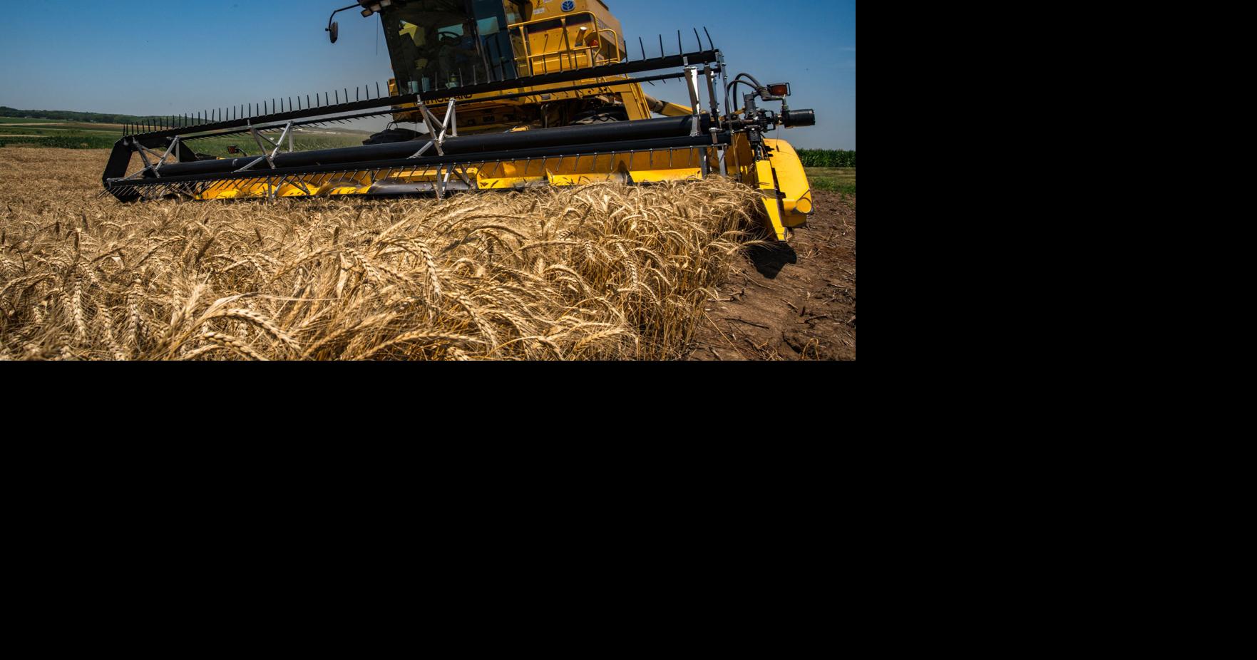 Spring weather brings challenges to Kansas wheat | News | themercury.com