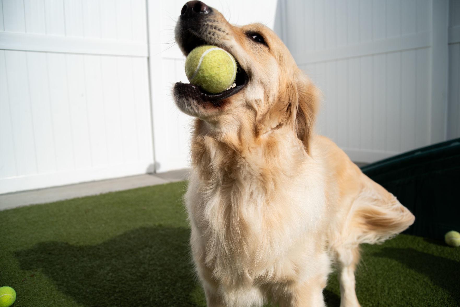A golden retriever catches a tennis ball during the Tennis Ball Frenzy at WoofÕs Play and Stay