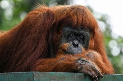 A Sumatran orangutan rests at Malaysia's national zoo in Kuala Lumpur