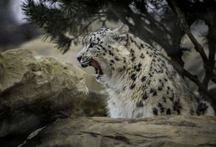 Bet You've Never Seen Snow Leopards Mating Before