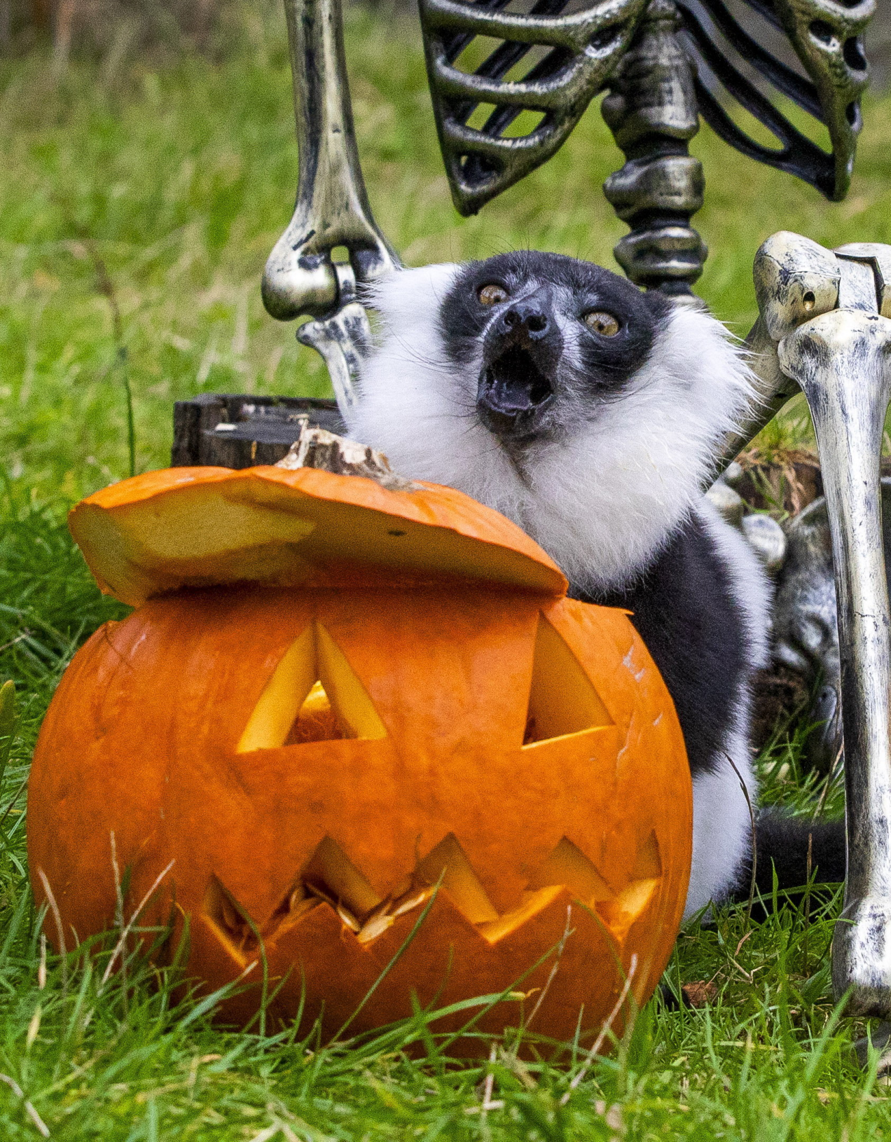 Lemurs enjoy Halloween fun with spooky pumpkins and skeletons ...