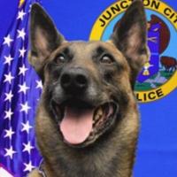 K-9 Barney continues his 11-year career with JCPD permanently | News