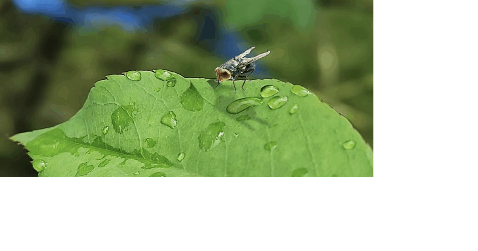 Invasive pest that threatens livestock, pets found in Texas calf as Kansas track...