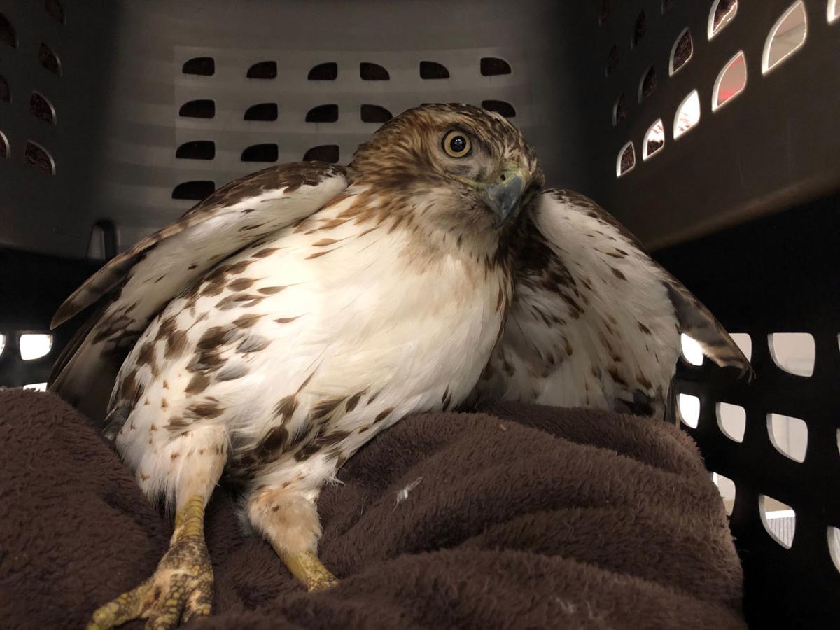 Love Of Animals Drives Retired Military Man People Themercury Com