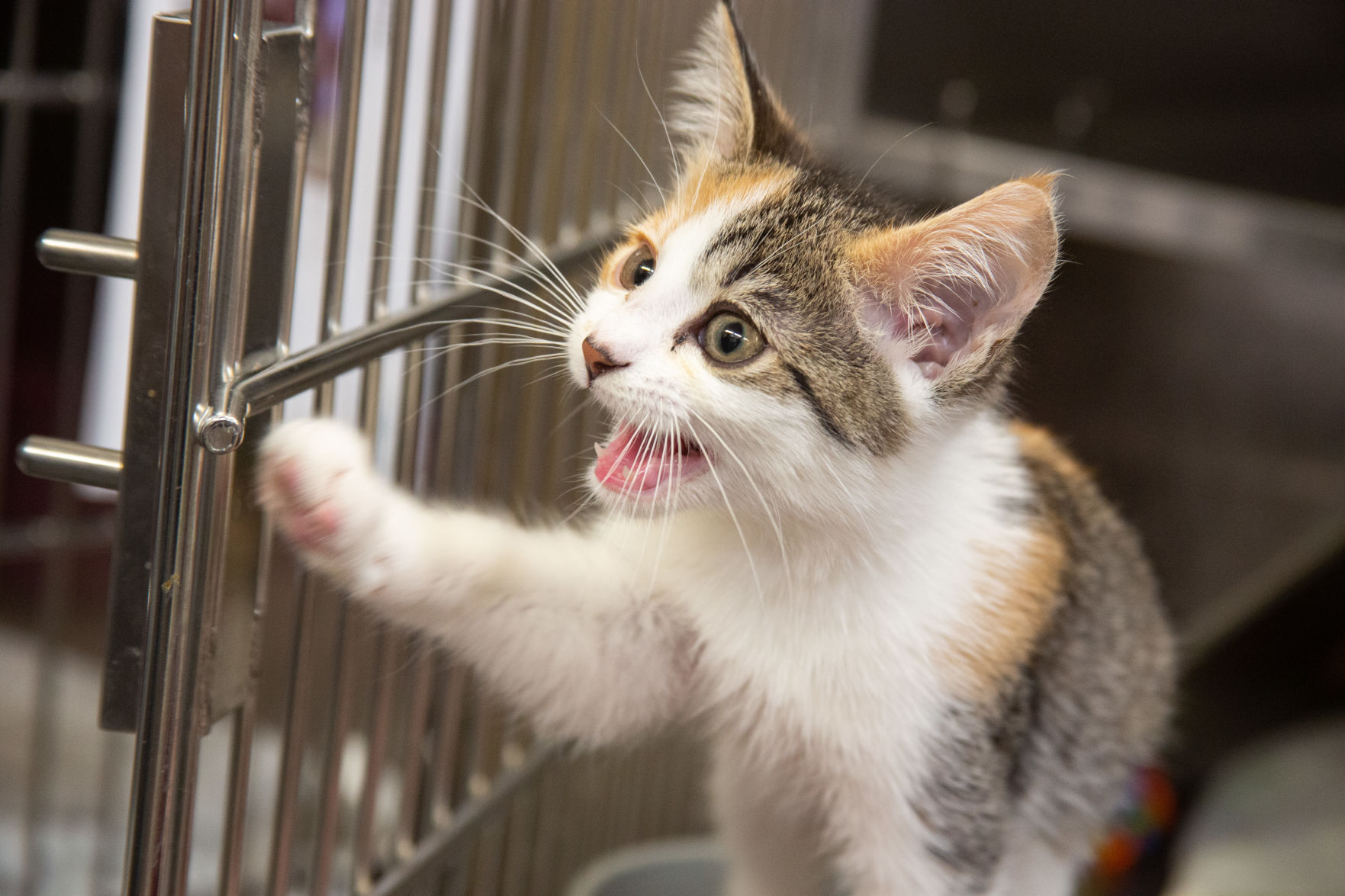 Empty kennel full heart Pet adoptions soar during pandemic