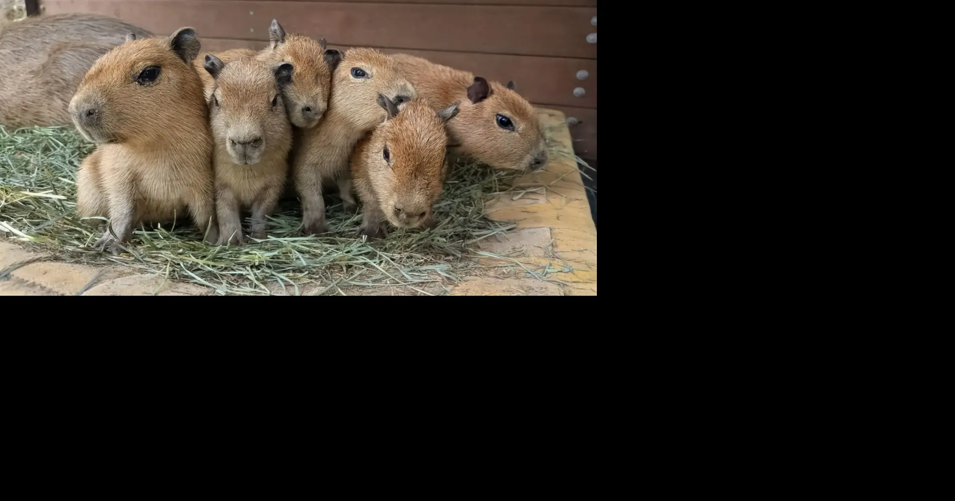 Sacramento Zoo welcomes six new capybara pups in Peppermint Patty’s ...