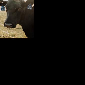 Kansas Profile: Young farmer offers mental health assistance to ag community