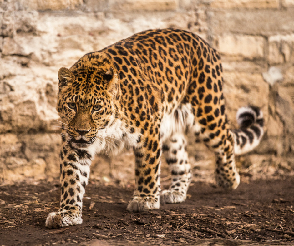 Sunset Zoo's 20-year-old Amur leopard, Vlad, dies | News