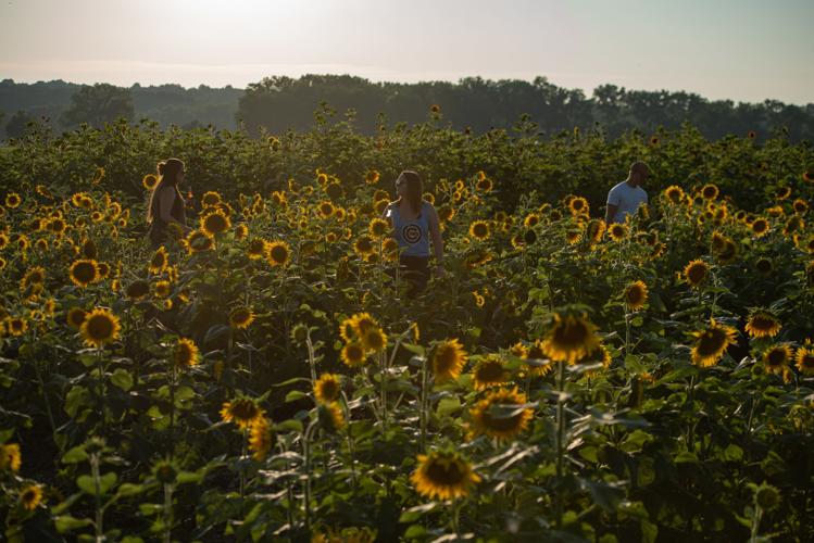 How to Easily Harvest Sunflower Seeds: Expert Tips