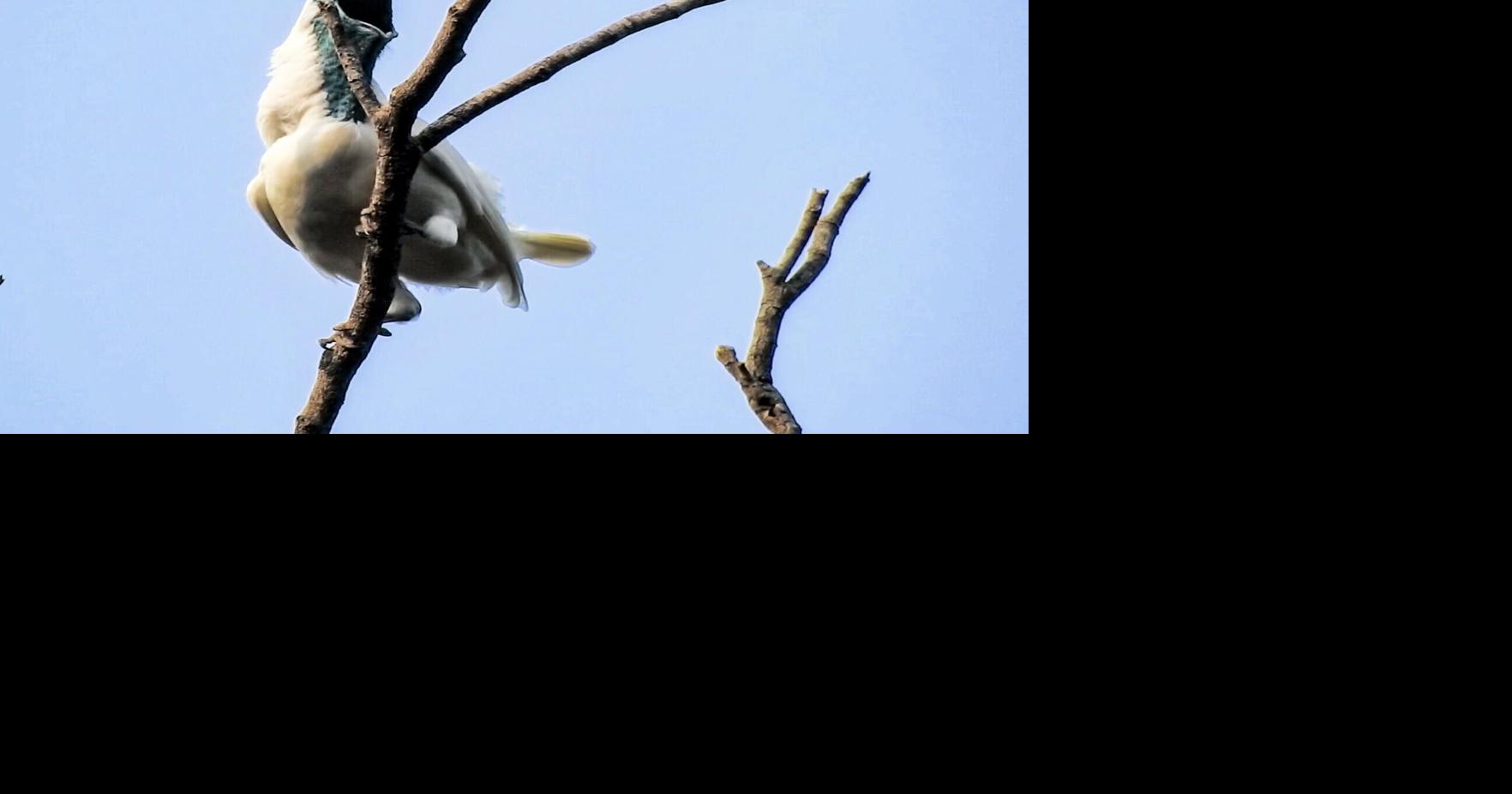 Two new contenders for world’s loudest bird identified in study of 123 species