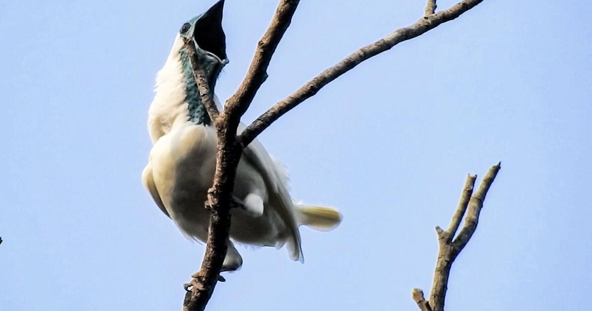 Photo: themercury.com Two new contenders for world’s loudest bird identified in study of 123 species