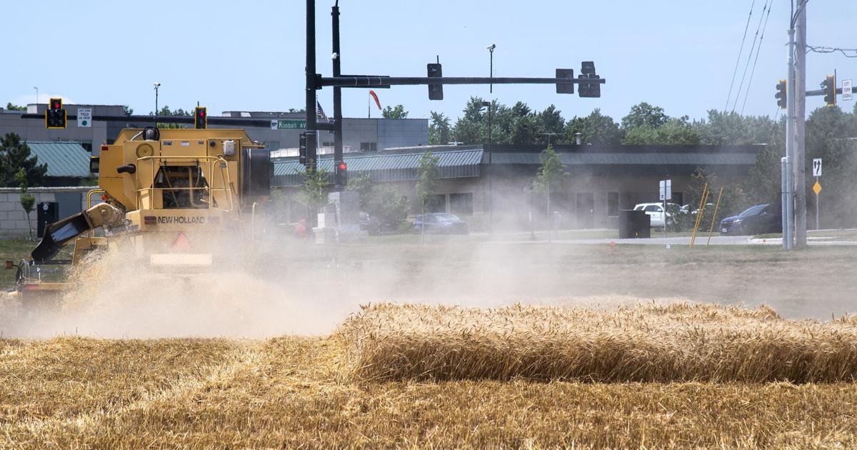 Kansas wheat harvest behind schedule – themercury.com
