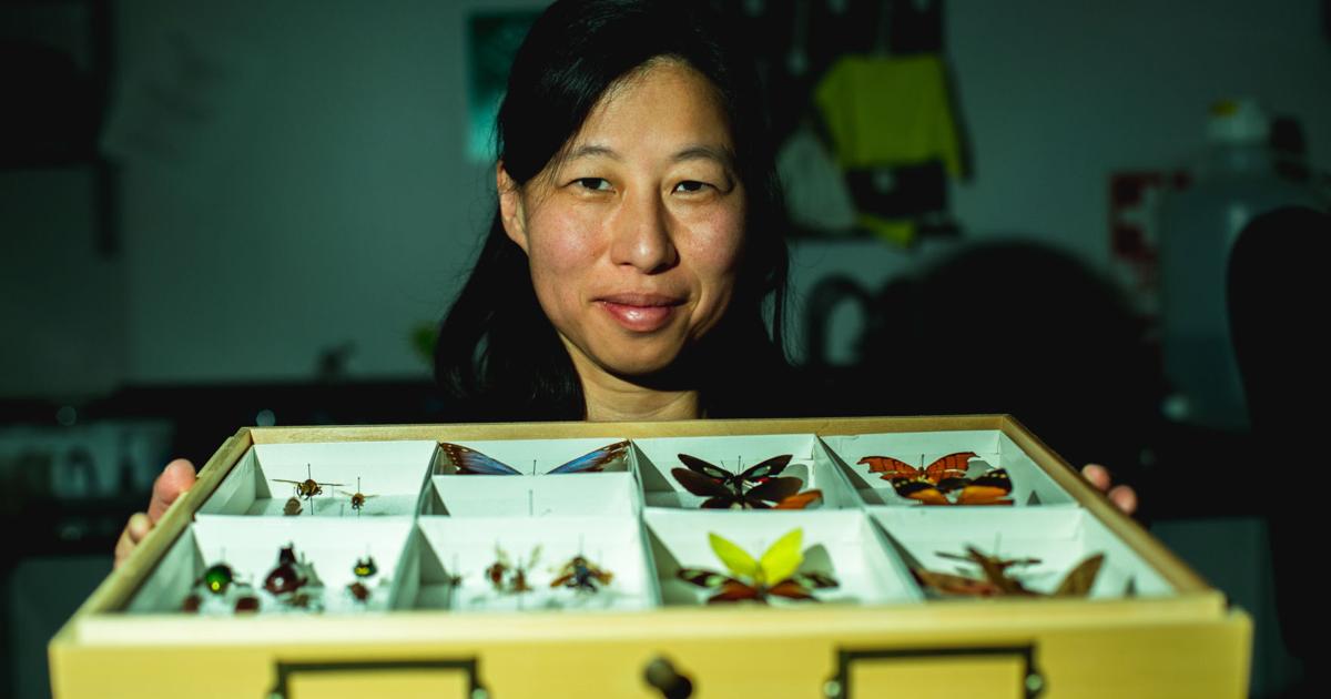 Karl Jordan Insect OUR NEIGHBORS | K-State entomologist researches how insects and land ...
