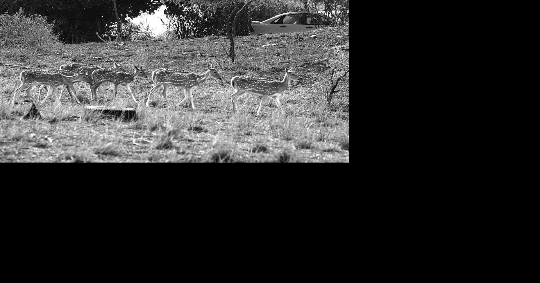 Deer native to India starve to death amid drought in Hawaii