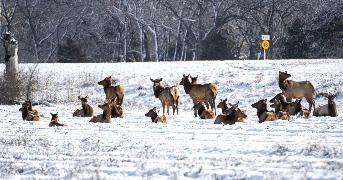 Ft Riley Hunting Fort Riley elk wander into town for a picture perfect scene | News ...