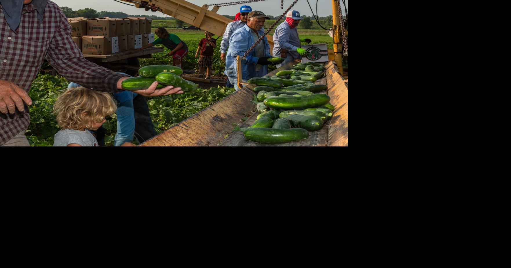 Farm-to-table produce boxes prove more popular, beneficial during pandemic