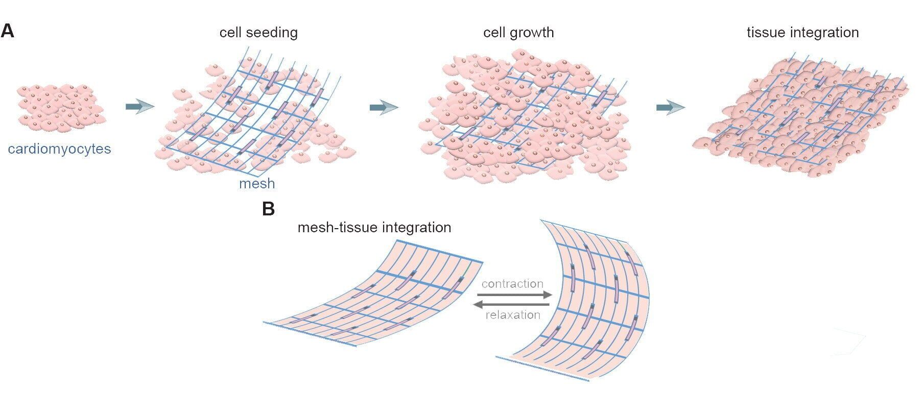 Battery-free future? Mesh grown with human cells makes its own power ...