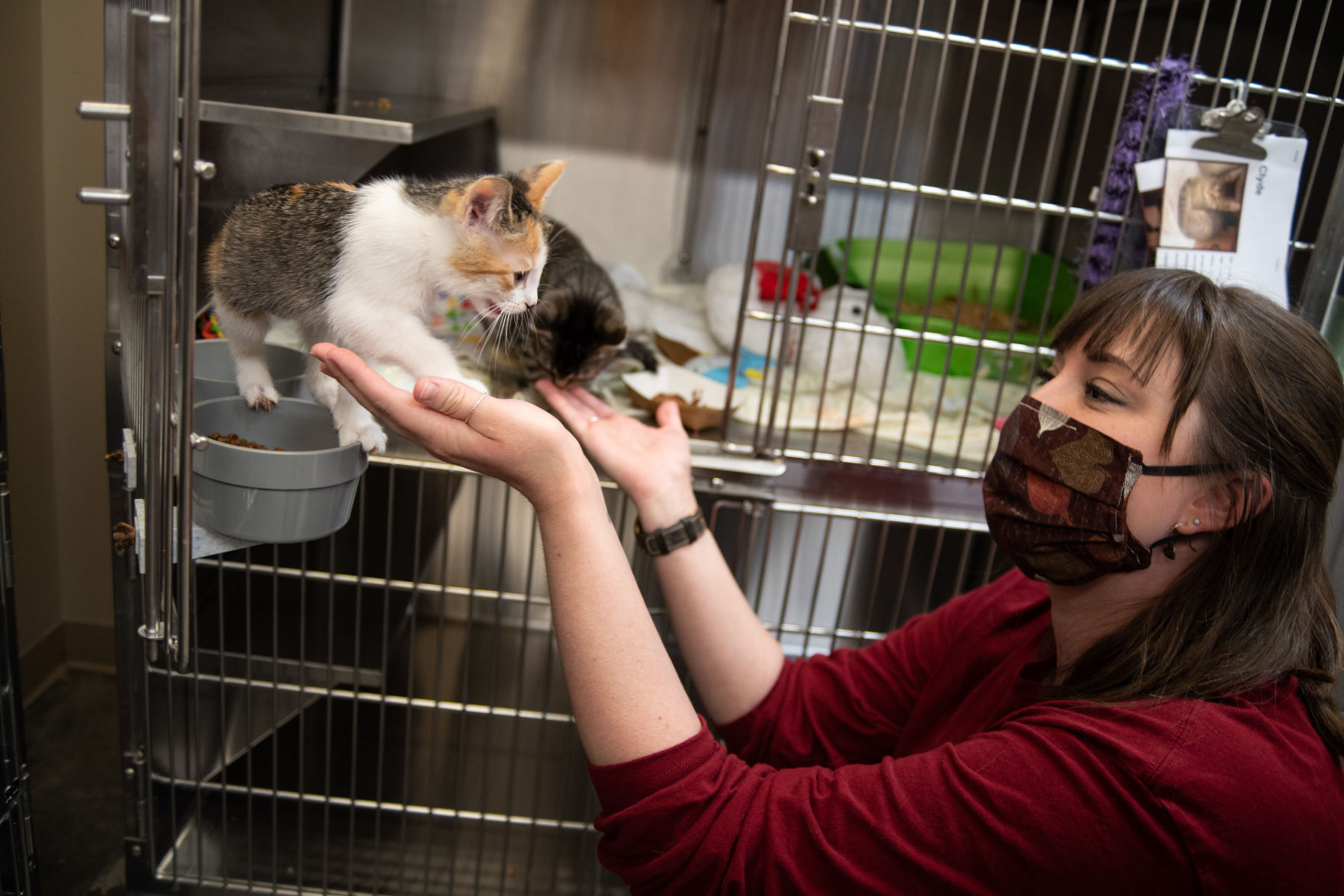 Empty kennel full heart Pet adoptions soar during pandemic