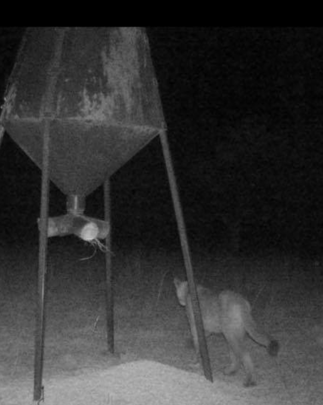 Landowner gets mountain lion on camera near Tuttle Creek Lake - Vimarsana News