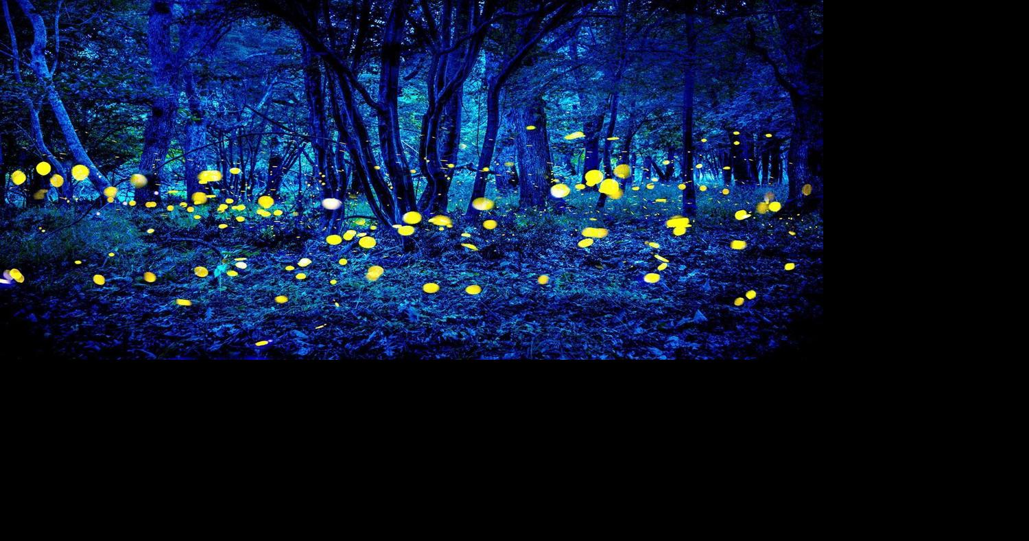 Blue Ghost Fireflies look familiar : r/beltalowda