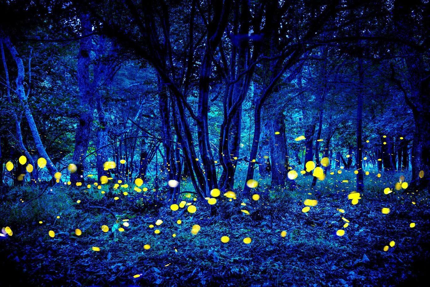 Blue Ghost Fireflies Photo — Travel and Wildlife Photographer