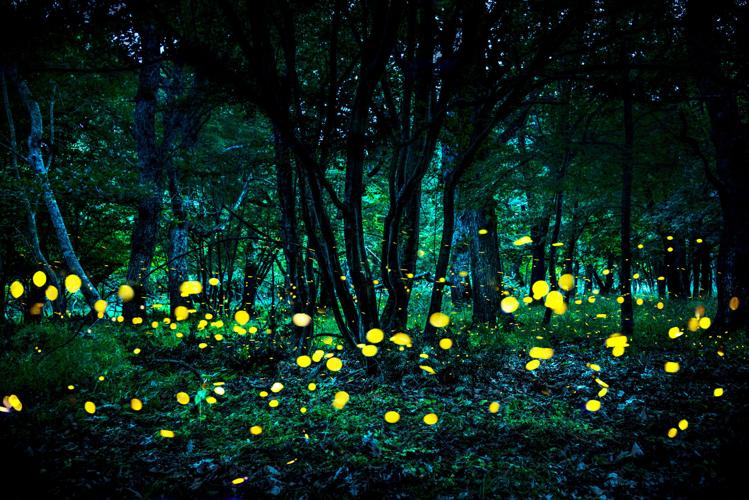 Night workers: how evolution drives the firefly dance – in pictures, Books
