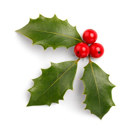 Why are christmas colors red and green life themountaineer